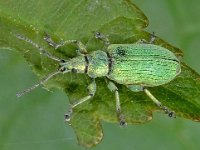 Phyllobius pomaceus D2627  Phyllobius pomaceus  Collendoorn op 10 juni 2013 : Naar Naturalis in 2013