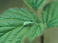 Phyllobius pomaceus 1, Groene bladsnuitkever, Saxifraga-Frits Bink