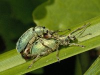 Phyllobius pomaceus #01710 : Phyllobius pomaceus, Green Nettle Weevil, Groene bladsnuitkever, copula