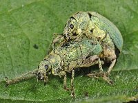 Phyllobius pomaceus #47815 : Phyllobius pomaceus, Groene bladsnuitkever, copula