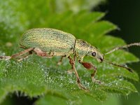 Phyllobius pomaceus 7, Groene bladsnuitkever, Saxifraga-Ab H Baas