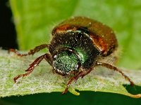 Phyllopertha horticola 11, Rozenkever, Saxifraga-Ab H Baas