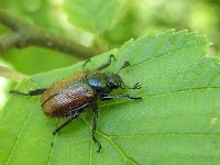 Phyllopertha horticola 13, Rozenkever, Saxifraga-Ab H Baas