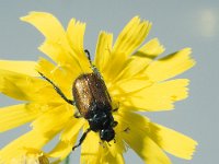 Phyllopertha horticola 2, Rozenkever, Saxifraga-Frits Bink