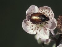 Phyllopertha horticola 3, Rozenkever, Saxifraga-Frits Bink