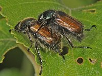 Phyllopertha horticola 4, Rozenkever, Saxifraga-Ab H Baas