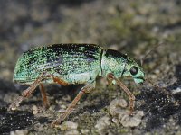 Polydrusus sericeus
