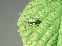 Polydrusus sericeus 2, Groene struiksnuittor, Saxifraga-Frits Bink