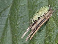 Polydrusus sericeus # 02406 : Polydrusus sericeus, Green Immigrant Leaf Weevil, Zijdeglans bladsnuitkever, on a Psyche casta