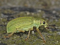 Polydrusus sericeus #06678 : Polydrusus sericeus, Green Immigrant Leaf Weevil, Zijdeglans bladsnuitkever