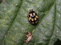 Propylea quatuordecimpunctata, 14-spot Ladybird