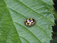 Propylea quatuordecimpunctata 11, Schaakbordlieveheersbeestje, Saxifraga-Peter Meininger