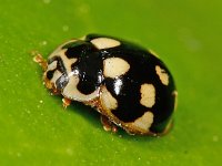 Propylea quatuordecimpunctata 13, Schaakbordlieveheersbeestje, Saxifraga-Ab H Baas