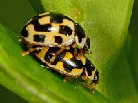 Propylea quatuordecimpunctata 14, Schaakbordlieveheersbeestje, Saxifraga-Ab H Baas