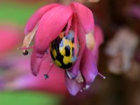 Propylea quatuordecimpunctata 17, Schaakbordlieveheersbeestje, Saxifraga-Tom Heijnen