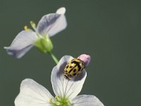 Propylea quatuordecimpunctata 8, Schaakbordlieveheersbeestje, Saxifraga-Frits Bink