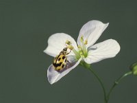 Propylea quatuordecimpunctata 9, Schaakbordlieveheersbeestje, Saxifraga-Frits Bink