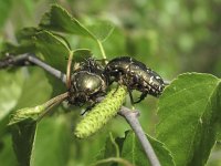 Protaetia cuprea 4, Saxifraga-Rob Felix : Animalia, Arthropoda, Coleoptera, Insecta, Project Natuurbalans, animal, arthropod, beetle, dier, dieren, geleedpotige, geleedpotigen, insect, insecten, kever, kevers