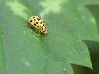 Psyllobora vigintiduopunctata 4, Citroenlieveheersbeestje, Saxifraga-Tom Heijnen