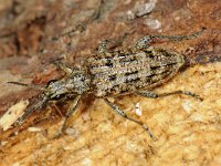 Rhagium inquisitor 01 #47206 : Rhagium inquisitor, Gewone dennenboktor, Ribbed pine borer