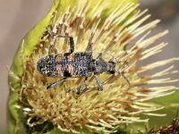 Rhagium mordax 2, Geelzwarte ribbelboktor, Saxifraga-Foto Fitis-Sytske Dijksen