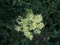 Rhagonycha fulva 2, Rode weekschildkever, Saxifraga-Frits Bink