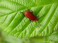 Rhagonycha fulva 3, Rode weekschildkever, Saxifraga-Peter Meininger