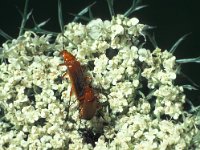 Rhagonycha fulva 4, Rode weekschildkever, Saxifraga-Frits Bink