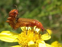 Rhagonycha fulva 10, Rode weekschildkever, Saxifraga-Ab H Baas  Rhagonycha fulva, Kleine rode weekschildkever AW-duinen 110711