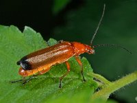 Kever D4498  Kever Diffelen op 14 juli 2013 : Naar Naturalis in 2013