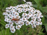 Rhagonycha fulva N0107 : Rhagonycha fulva, Common Red Soldier Beetle, Rode weekschildkever