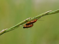 Rhagonycha fulva 17, Rode weekschildkever, Saxifrag-Luuk Vermeer