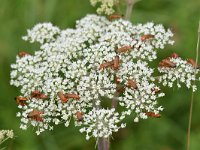 Rhagonycha fulva 18, Rode weekschildkever, Saxifrag-Luuk Vermeer