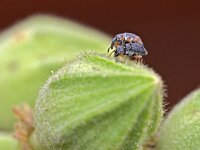 Rhopalapion longirostre 6, Stokroossnuitkever, Saxifraga-Tom Heijnen