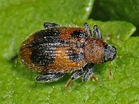 Rhynchaenus alni 01 #48138 : Rhynchaenus alni