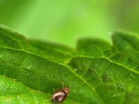 Rhyzobius litura, Graslandnepkapoentje 2, Saxifraga-Ben Delbaere
