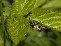 Rutpela maculata 10, Geringelde smalboktor, Saxifraga-Jan van der Straaten