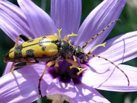 Rutpela maculata 11, Geringelde smalboktor, Saxifraga-Tom Heijnen