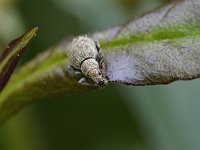 Sciaphilus asperatus