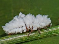 Scymninae sp 3, Saxifraga-Ab H Baas