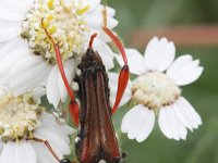 Stenopterus rufus 4, Getailleerde boktor, Saxifraga-Rutger Barendse