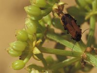 Stenoria analis 4, laying eggs, Saxifraga-Frits Bink