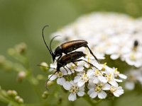 Muskusboktor  Mating Musk beetles (Aromia moschata), Arjang, Dalsland, Sweden : 2 two, Aromia moschata, close up, closeup, color, colour, Europe European, fauna, horizontal, insect, macro, Musk Beetle, nature natural, Scandinavia Scandinavian, summer, Sweden Swedish