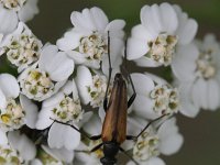 Stenurella melanura 3, Tweekleurige smalboktor, Saxifraga-Rutger Barendse