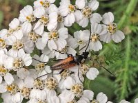 Stenurella melanura 8, Tweekleurige smalboktor, Saxifraga-Ab H Baas