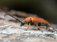 Stictoleptura rubra 2, Gewone smalboktor, Saxifraga-Tom Heijnen