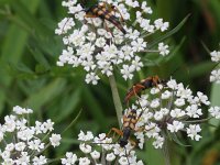 Strangalia attenuata 2, Slanke smalboktor, Saxifraga-Rutger Barendse