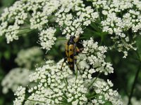 Strangalia maculata 2, Gevlekte smalbok, Saxifraga-Al Vrezec