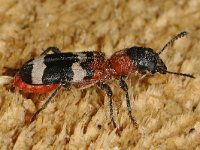 Thanasimus formicarius #47212 : Thanasimus formicarius, Mierkever, European red-bellied clerid