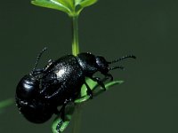 Timarcha tenebricosa 3, Reuzenhaan, Saxifraga-Frits Bink